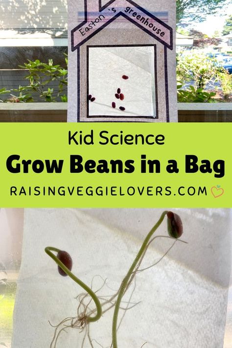 Grow Beans In A Bag, Life Cycle Of A Bean Plant Preschool, Bean Growing For Kids, Grow A Bean In A Bag, Growing A Bean In A Ziplock Bag, Seed In A Bag Experiment, Lima Bean Planting For Kids, Grow A Bean In A Bag Kids, Bean Growing Experiment