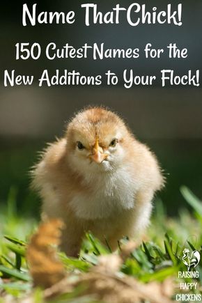 Need to find names for your baby chicks? From cute Silkies to grumpy roos, you'll find a great selection here!   #backyardchickens #chickens #chickennames #homesteading #backyardchickenideas #backyardchickentips #petchickennames #babychicks Peacock Coop, Homestead Beginner, Chicken Pets, Farm Life Aesthetic, Incubating Chicken Eggs, Chicken Coups, Aesthetic Farm, Pet Aesthetic, Chicken Raising