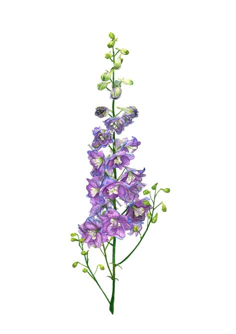 Larkspur Botanical Illustration, Flower Painting Wall Art, July Birth Month, Flower Painting Wall, Flower Watercolor Art, Larkspur Flower, Delphinium Flowers, Flower Icons, Botanical Tattoo