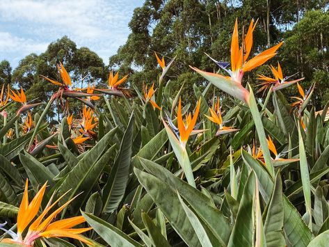 Big Leaf Indoor Plant, White Bird Of Paradise, Big Leaf Plants, Birds Of Paradise Plant, Rubber Tree Plant, Fatsia Japonica, Anthurium Plant, Bird Of Paradise Plant, Paradise Plant