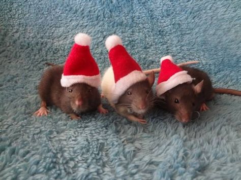 (not a creature was stirring.....) Well, maybe just a few!!! Merry Christmas Rat Christmas Matching Pfp, Rat Christmas, Besties Christmas, Baby Rats, Character Tropes, Fancy Rat, Pet Mice, Cute Rats, Cute Cats Photos