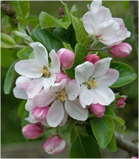 What is the State Flowers of Michigan? | WhatsAnswer Michigan Apple Blossom, Apple Flower Tattoo, Michigan State Flower, Budding Branches, Fruit Blossoms, Apple Tree Blossoms, Apple Blossom Flower, Regnul Animal, Apple Flowers