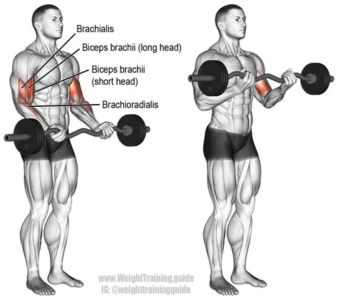 Isolation Exercises, Biceps Brachii, Shoulder Training, Bicep Workout, Forearm Workout, Workout For Flat Stomach, Bar Workout, Biceps Workout, Bicep Curls