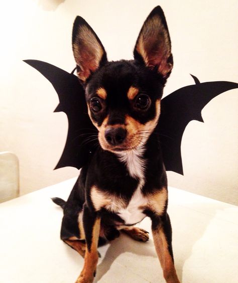 Bat dog, Halloween costume, bat wings for dog, pratzky Krysarik Chihuahua Costumes Halloween, Bat Dog Costume, Dog Bat Costume, Chihuahua Halloween Costumes, Dog Vest Diy, Puppy Halloween Costume, Halloween Costume Bat, Halloween Costumes For Pets, Chihuahua Cartoon