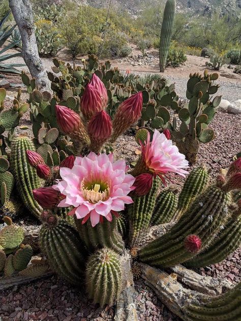 Prickly Pear Flowers, Red Cactus, Cactus Paintings, Design Garden Ideas, Cactus Photography, Fall Gardening, Arizona Cactus, Garden Tattoo, Blooming Cactus