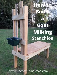 Goat Milking Station, Goat Stanchion, Milk Stanchion, Goat Milking Stand, Goat Hay Feeder, Kunekune Pigs, Milk Goats, Goat Playground, Goat Milking