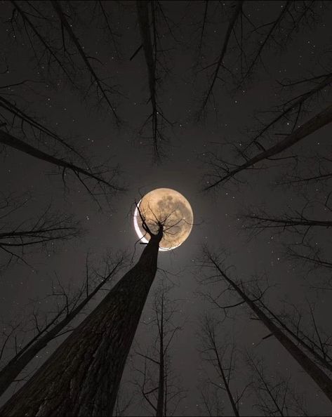 Goodnight Moon, Photography Night, Full Moon, The Moon, Sign Up, Log, Moon