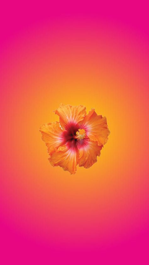 #hibiscus #aura #wallpaper #summer Really Cool Wallpapers, Aura Wallpaper, Wallpaper Summer, Iphone Wallpaper Classy, Future Wallpaper, Cute Summer Wallpapers, Iphone Homescreen Wallpaper, Cute Flower Wallpapers, Iphone Wallpaper Photos