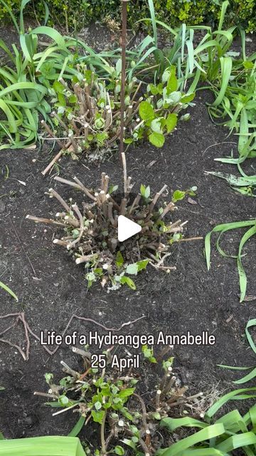 Vas Karpetas on Instagram: "Growing Hydrangea Annabelle has become a bit of a obsession for me so I thought why not do a video for you all to see the progress and how they hold up by staking them .   What do you think ?   #gardenerslife #gardenersworld #instagardeners #gardenersofinstagram #gardeners #nature #gardenlove #gardens #gardeninspiration #gardendesign #flowers #plants #gardenlife #garden #gardening #hydrangea #hydrangeas #rhs" Hydrangea Annabelle Border, What To Plant With Hydrangeas, Backyard Hydrangeas, Hydrangea Border, Hydrangea Annabelle, Garden Hydrangea, Hydrangea Tree, Annabelle Hydrangea, Hydrangea Landscaping