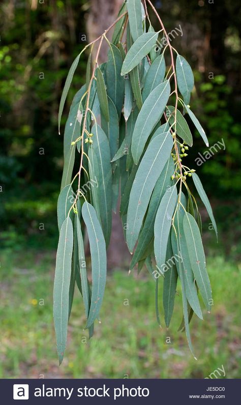 Eucalyptus Camaldulensis, Eucalyptus Forest, Gum Leaves, Gum Tree, Eucalyptus Tree, Red River, Eucalyptus Leaves, Tree Leaves, All About Plants