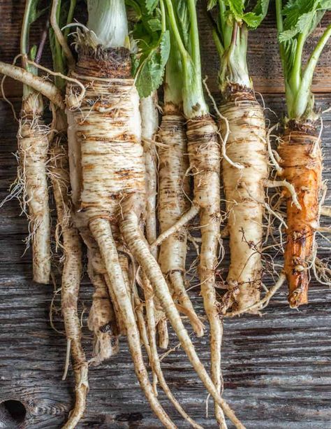 Wild Parsnip: Harvesting, Cooking, and Safety - Forager | Chef Wild Parsnip, Cow Parsnip, Garlic Mustard, Persian Cuisine, Watercress, Wild Food, Wild Plants, Parsnips, Medicinal Plants