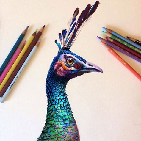 Vibrant Illustrations Blend Beauty of Nature and Fashion with Colored Pencils - My Modern Met Peacock Sketch, Peacock Drawing, Art Peacock, Pencil Drawing Tutorials, Colored Pencil Artwork, Colored Pencil Techniques, Illustration Photo, Colored Pencil Drawing, Color Pencil Art