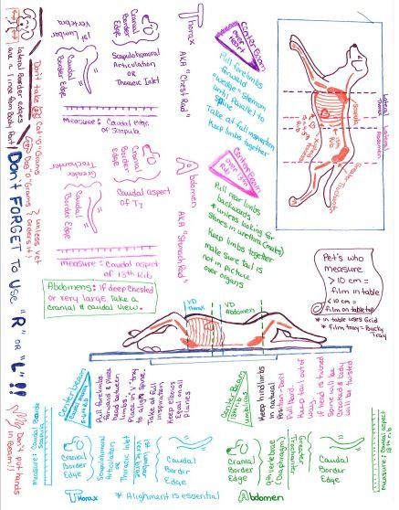 From a different point of view: Vet Tech Class Notes for taking radiographs of Thorax and Abdomen. Veterinary Radiology, Vet School Motivation, Vet Tech Humor, Vet Tech School, Veterinary Tech, Vet Tech Student, Vet Technician, Veterinary Studies, Different Point Of View