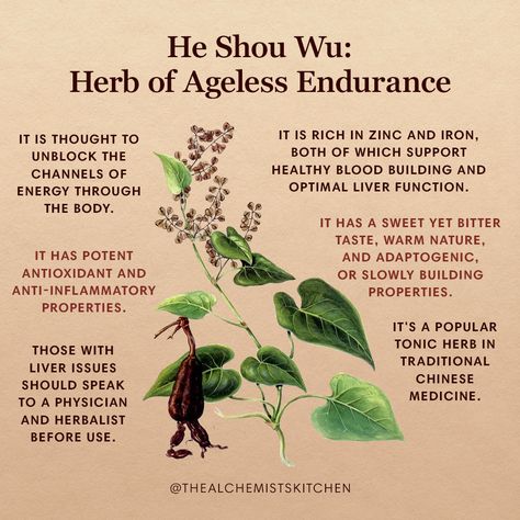 Chinese Herbs Medicine, Fo Ti Benefits, Tcm Herbs, Chinese Medicinal Herbs, Benefits Of Herbs, He Shou Wu, Cleansing Herbs, Tcm Traditional Chinese Medicine, Traditional Chinese Medicine Herbs