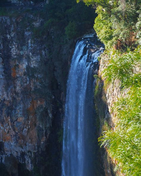 Springbrook National Park has my heart. I’ve been there times and each visit has given me unforgettable memories 🥺 #springbrook #australia #nationalpark #photography Springbrook National Park Australia, Unforgettable Memories, My Heart, National Park, National Parks, Give It To Me, Australia, Photography, Travel