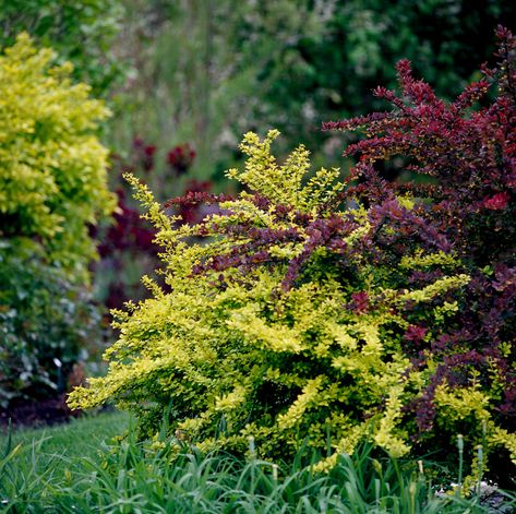 Container Gardening Shade, Barberry Bush, Pollinator Garden, How To Attract Birds, Landscaping Tips, Plant Combinations, Flowering Shrubs, Landscaping Plants, Autumn Garden