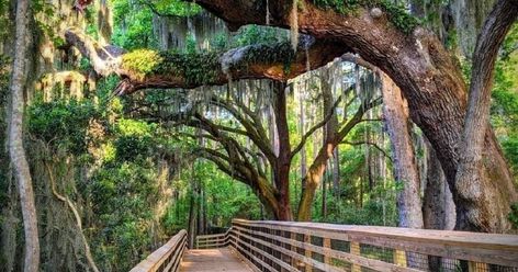 Only In South Carolina Soil And Water Conservation, In Touch With Nature, Charleston Vacation, South Carolina Vacation, South Carolina Travel, Beautiful Parks, Charleston Travel, Plane Ticket, Beaufort Sc