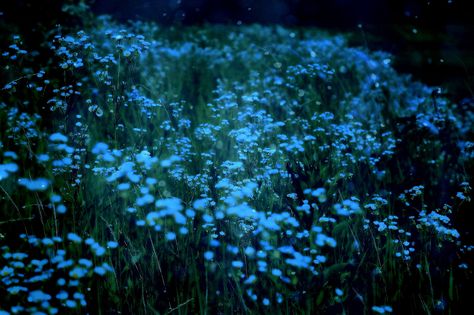 Look At The Stars, Fantasy Romance, Nature Aesthetic, Aesthetic Photo, Dark Aesthetic, Pretty Pictures, Dark Fantasy, Blue Flowers, At Night