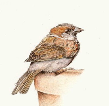 HouseSparrowStep2 Jess Franks, Sparrow Art, Inktense Pencils, Carolina Wren, Colored Pencil Tutorial, Pencil Drawing Tutorials, Colored Pencil Techniques, Prismacolor Pencils, Coloured Pencils