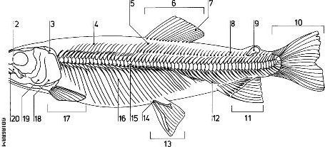 Trout Skeleton, Salmon Skeleton, Fish Anatomy, Fish Skeleton, Vision Quest, Brown Trout, Skeleton Art, Rainbow Trout, Zoology