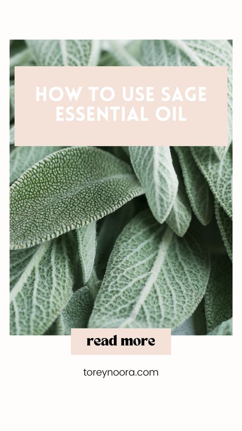 Today, we’re diving into the magical world of essential oils, and the spotlight is on the wonderful Sage Essential Oil. Get ready to unlock the wisdom and therapeutic benefits of this aromatic gem that has been treasured for centuries. From its rich history to its versatile uses, we’ll cover it all in this blog post. So, click to read! #aromatherapy #essentialoils #sage How To Use Sage, Essential Oil For Men, Citronella Essential Oil, Essential Oil Education, Essential Oils For Kids, Oils For Men, Essential Oils For Sleep, Sage Essential Oil, Sage Oil