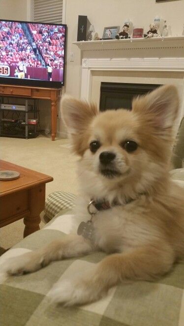 My pomchi chipom baby ♡♡♡♡♡ Pomchi Haircut, Pomeranian Haircuts, Longhaired Chihuahua, Pomchi Dogs, Pomchi Puppies, Pomeranian Chihuahua, Pom Dog, Dogs Black, Be Single