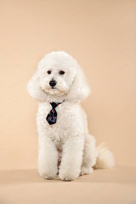 Dog With White Background, Medium Poodle, Poodle Medium, Poodle Miniature, Miniature Poodle, Standard Poodle, Pet Photography, Poodle Dog, Toy Poodle