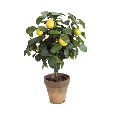 18 inch Lemon Topiary in Terra Cotta Pot | P-0100 Lemon Topiary, Fake House Plants, Artificial Garden Plants, Cheap Artificial Plants, Artificial Plant Arrangements, Artificial Plants Indoor, Terra Cotta Pot, Artificial Plant Wall, Artificial Topiary