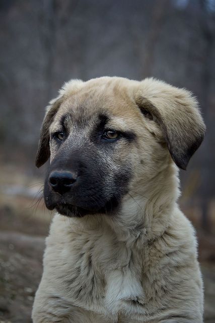 Anatolian Shepherd Puppies, Kangal Dog, Livestock Guardian Dog, Anatolian Shepherd, Dogs Breeds, Animals Dogs, About Dogs, Shepherd Puppy, Pretty Dogs