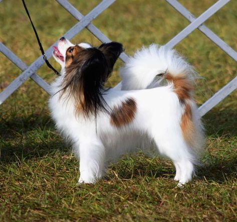 Papillon Puppies For Sale, Papillon Dog Puppy, Papillon Dogs, Papillon Puppy, Fit Dogs, Toy Dogs, Papillon Dog, Dogs Breeds, Dream Dog