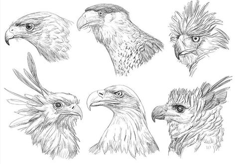 Birds of prey - Animal Pencil Drawings by C. Yang Animal Pencil Drawings, Pencil And Eraser, Prey Animals, Sea Mammal, Pencil Drawings Of Animals, Animal Study, Bird Of Prey, Drawing Studies, Animal Groups