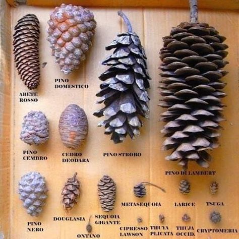 Pine Needle Crafts, Pine Cone Art, Tree Identification, Tree Study, Weird Plants, Diy Pinecone, Nature School, Arbour Day, Pine Cone Crafts