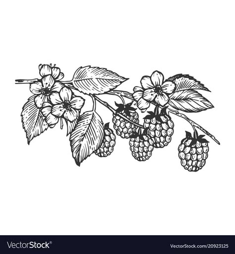 Blackberry Tattoo, Etching Tattoo, Fruit Tattoo, Branch Tattoo, Inspiration Tattoos, Botanical Tattoo, Tattoo Portfolio, Tattoo Flash Art, Botanical Drawings