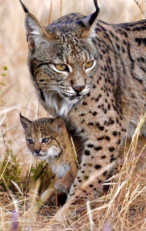 Lynx Kitten, Iberian Lynx, Lynx Lynx, Exotic Cats, Big Cats Art, Animale Rare, Cheetahs, Wildlife Animals, Mother And Baby