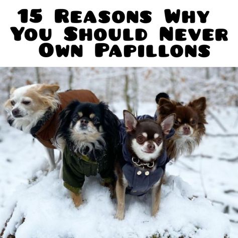 If you want to get a puppy and consider what breed to choose, we warn you NOT to get a Papillon puppy. They are not for everyone! Here are 15 reasons why. Papillon Puppies For Sale, Papillon Dog Puppy, Papillon Puppies, Papillon Puppy, Papillon Dog, Getting A Puppy, Puppy Names, A Puppy, Cool Names