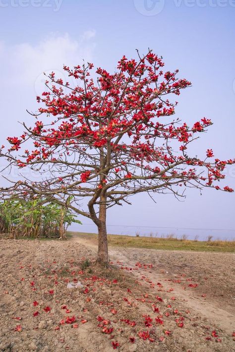 Flowers of Bombax ceiba tree on the blue sky background Bombax Ceiba Flower, Bombax Ceiba Tree, Bombax Ceiba, Ceiba Tree, Blue Sky Background, The Blue Sky, Sky Background, Photo Search, The Flowers