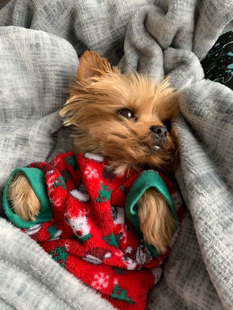 Cute Christmas Animals, Dog Christmas Photos, Story Of Christmas, Biewer Yorkie, Waiting For Christmas, Baby Snoopy, Cute Small Dogs, Dog Mommy, Very Cute Puppies