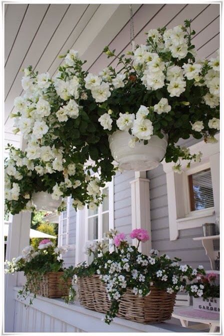 Hanging flowers Hanging Flower Baskets, Outdoor Pots, White Gardens, Container Flowers, Garden Cottage, Design Case, Petunias, Dream Garden, Hanging Baskets