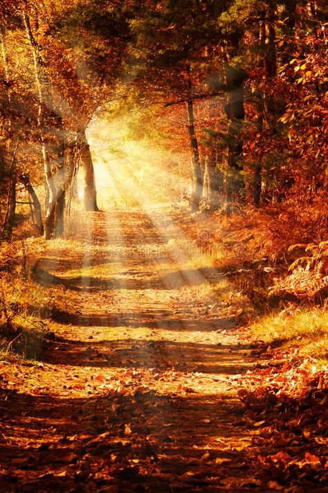 Sunny forest path in autumn. Sunbeams on a forest path in golden autumn #Sponsored , #ADVERTISEMENT, #sponsored, #forest, #golden, #Sunbeams, #Sunny Sunny Forest, Metal Home Decor, Autumn Orange, Autumn Magic, Love Backgrounds, Garden Angels, Scenery Pictures, Forest Path, Autumn Scenes