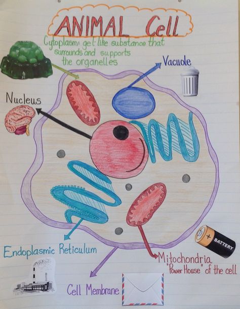 Cell Anchor Chart, Teaching Middle School Science, Elementary Math Classroom, Animal Cell, 6th Grade Science, Biology Lessons, Human Anatomy And Physiology, Cell Membrane, Teaching Middle School