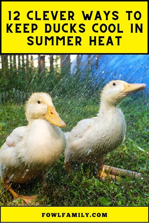 Clever Ways to Keep Ducks Cool in Summer Duck Feed, Raising Ducks, Pet Ducks, Natural Structures, Nutritious Diet, Kiddie Pool, Wet Towel, Proper Diet, Health Check