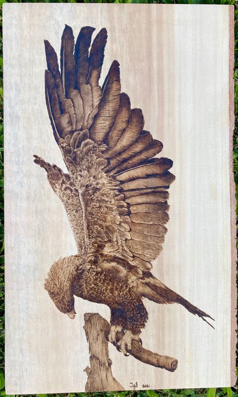 Wedge Tailed Eagle pyrography on Queensland Kauri Pine by Tamika Savorgnan. Approx. 27cm x 44cm. It took me over 50 hours of burning, during several weeks. I thoroughly enjoyed producing this piece. I referenced a photo I took of the taxidermy Eagle on display in the Queensland Museum. Wedge Tailed Eagle Drawing, Barn Wood Art, Wedge Tailed Eagle, Eagle Drawing, Art 2022, Eagle Tattoos, Creativity Quotes, Paint Art, Pyrography