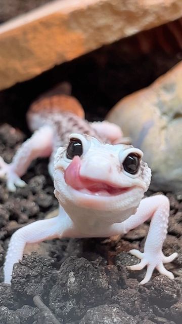 Leopard Gecko Cute, Colorful Lizards, Cute Gecko, Pet Lizards, Cute Lizard, Cute Small Animals, Cute Reptiles, Leopard Gecko, Reptiles Pet