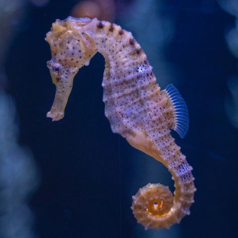 Sea Horse Photography, Seahorses Aesthetic, Sea Horse Aesthetic, Aesthetic Seahorse, Thorny Seahorse, Seahorse Aesthetic, Real Seahorse, Seahorse Facts, Sea Icons