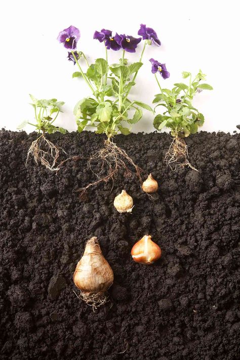 When To Plant Daffodil Bulbs, Planting Daffodil Bulbs, Small Fruit Trees, Bulb Planting Tools, Daffodils Planting, Growing Bulbs, Daffodil Bulbs, When To Plant, Spring Flowering Bulbs