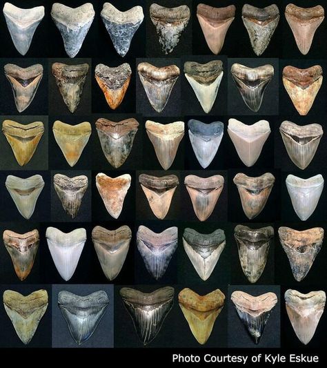 Megalodon Teeth For Sale - FossilEra.com Sharks Teeth, Species Of Sharks, Bbq Side Dishes, Dinosaur Tracks, Bbq Side, Megalodon Shark, Fossil Hunting, Big Teeth, Rocks And Fossils