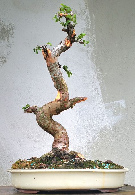 Picture #14 - The branches were to fat on my Chinese Elm bonsai. I decided to start over. 05/2024 Chinese Elm Bonsai, Elm Bonsai, I Decided, To Start