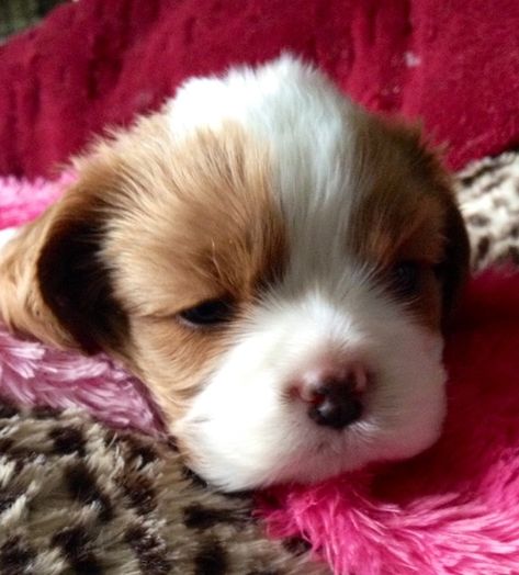 Interested in a LynWood Puppy? | LynWood Cavalier King Charles Spaniels | Linda Baird Akc Breeds, Cavalier Puppy, Cavalier Spaniel, King Charles Dog, King Charles Cavalier Spaniel Puppy, Therapy Dogs, Sweet Dogs, Animal Hospital, Cavalier King