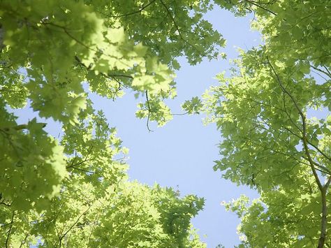 Tree Desktop Wallpaper, Wallpapers Spring, Blue Sky Images, Europe Wallpaper, Nature Desktop Wallpaper, Green Nature Wallpaper, Green Computing, 컴퓨터 배경화면, Blue Sky Wallpaper