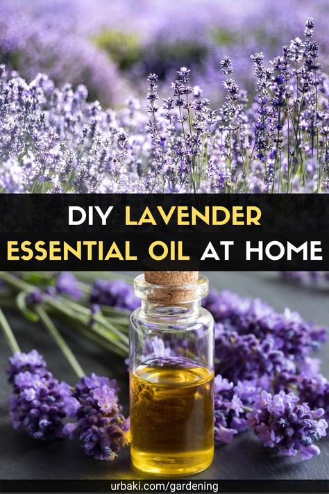 Take advantage of the power of essential oils is lavender. This beautiful herb packs a punch when it is distilled to make essential oil. When making lavender oil, a true essential oil, the process involves distilling the flower buds, capturing the vapor, and condensing it into a liquid. Best left to professionals unless you have experience with steam distillation. In your own kitchen, you can practice making lavender oil or a tincture. As both are made with lavender flowers and buds, you ... Distilling Lavender Oil, Diy Lavender Oil How To Make, Distilling Essential Oils At Home, Making Your Own Essential Oils, How To Make Lavender Oil Homemade, Making Lavender Essential Oil, Homemade Lavender Essential Oil, Making Lavender Oil, Diy Lavender Essential Oil